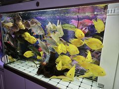 -本溪路花鸟市场(江浦路1709弄小区店)