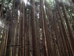 -武陵山森林公园