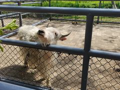 -长白岛森林公园