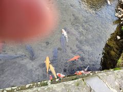 -水前寺成趣园