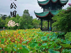 -桂湖森林公园