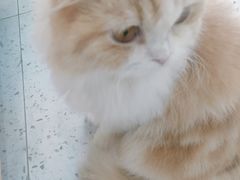 -喵园·猫主题咖啡厅·撸猫·猫咖(国贸店)