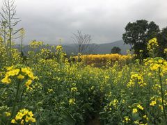 -天适樱花悠乐园