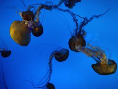 -太平洋海底世界