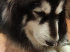 -more than meow吴止猫主题餐厅(承德 中船汇店)