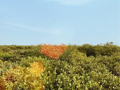 -北海金海湾红树林生态旅游区