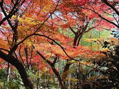 -常寂光寺