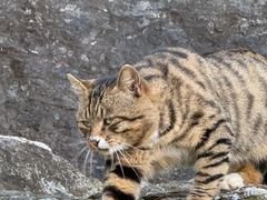 -庐山风景区花径公园