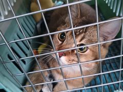 -瑞鹏宠物医院·超声·骨科·奇麟分院(蜀都万达店)