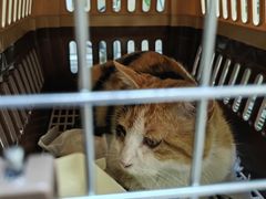 -纳吉亚猫专科动物医院(康都外科中心)