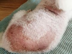 -伟伟宠物医院·CT影像中心·瑞派犬猫综合性门诊(汉口总院)