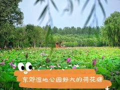-东郊湿地公园