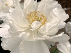 -曹州百花园