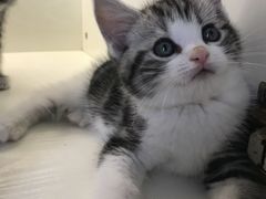 -喵zoo家庭繁育猫舍(尖东智能花园店)