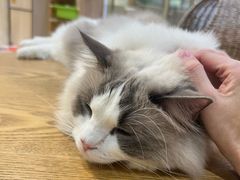 -藏猫猫咖啡主题馆(中央大道店)