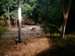 -清迈夜间动物园