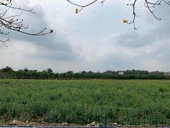 -天适樱花悠乐园