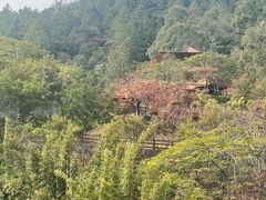 -广州白江湖森林公园