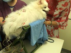 -爱诺耐芙动物医院(万博店)