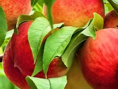 -南汇水蜜桃采摘(大团店)