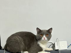 -瑞派康怡24h宠物医院·犬猫医疗中心·微创绝育(瑞景分院)