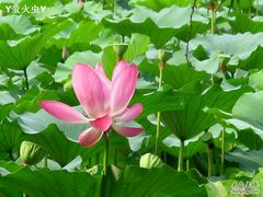 -紫竹院公园冰场