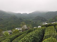 -龙井村