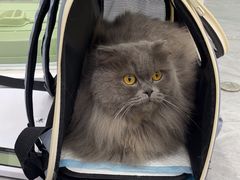 -爱洗澡的猫(天河路店)