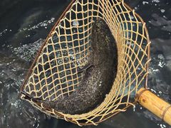 -九寨沟石锅鱼(沣峪口二十年店)