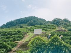 -龙井村