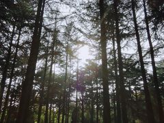 -八大关景区
