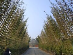 -桤木河湿地公园