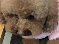 -贝利宠物医院·骨科·眼科·肿瘤转诊中心(南坪诊疗中心)