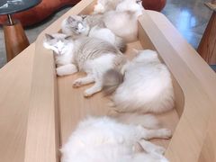 -瞄一喵猫咖(格力海岸店)