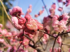 -黄陂区野村谷景区