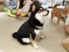 -逗柴咖啡屋·狗咖猫咖宠物桌游