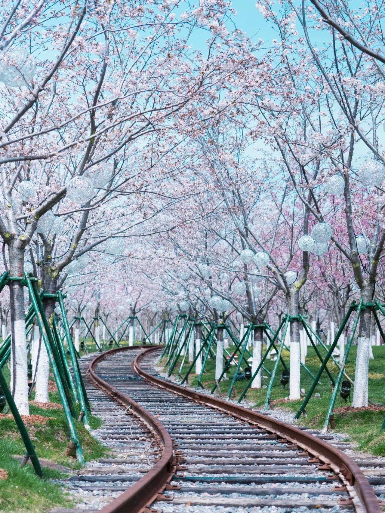 大洋湾樱花图片