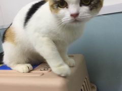 -中农大我爱我爱24h动物医院·中医针灸·猫专科·骨科医疗中心(双井店)