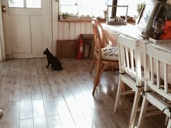 -海边的猫和咖啡馆