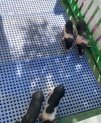 -萌宠亲子动物乐园(槐房万达店)