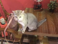 -猫色咖啡·猫咖