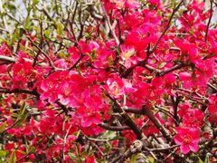 -国际非物质文化遗产博览园