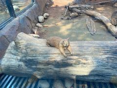 -大连森林动物园