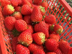 -胜丰草莓采摘园