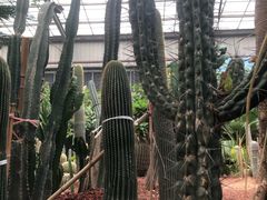 -呀路古热带植物园
