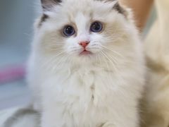 -lincat·猫舍(广州店)