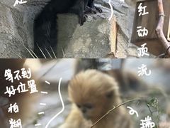 -红山森林动物园