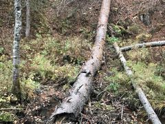 -五营红松林海景区