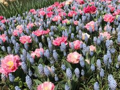 -上海鲜花港
