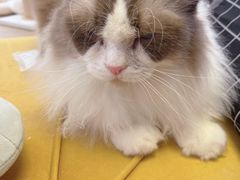 -1013 PET SHOP精品宠物商店(丁香店)